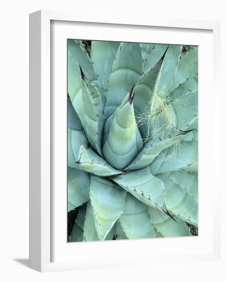 Agave Growing in Organ Pipe Cactus National Monument, Ajo Mountains, Arizona, USA-Scott T. Smith-Framed Photographic Print