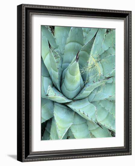 Agave Growing in Organ Pipe Cactus National Monument, Ajo Mountains, Arizona, USA-Scott T. Smith-Framed Photographic Print