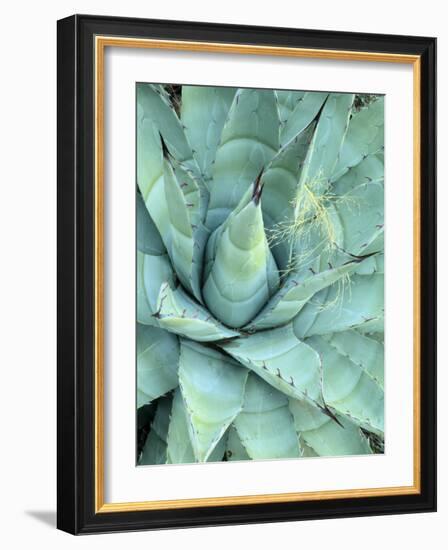 Agave Growing in Organ Pipe Cactus National Monument, Ajo Mountains, Arizona, USA-Scott T. Smith-Framed Photographic Print