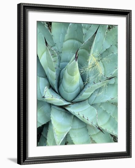 Agave Growing in Organ Pipe Cactus National Monument, Ajo Mountains, Arizona, USA-Scott T. Smith-Framed Photographic Print