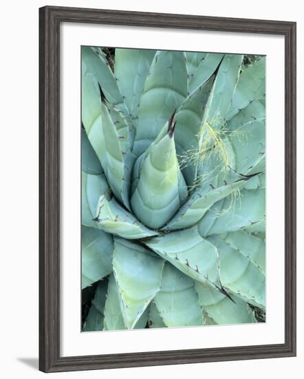 Agave Growing in Organ Pipe Cactus National Monument, Ajo Mountains, Arizona, USA-Scott T. Smith-Framed Photographic Print