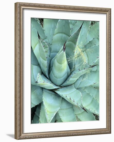 Agave Growing in Organ Pipe Cactus National Monument, Ajo Mountains, Arizona, USA-Scott T. Smith-Framed Photographic Print