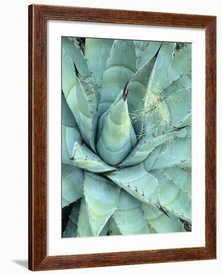 Agave Growing in Organ Pipe Cactus National Monument, Ajo Mountains, Arizona, USA-Scott T. Smith-Framed Photographic Print