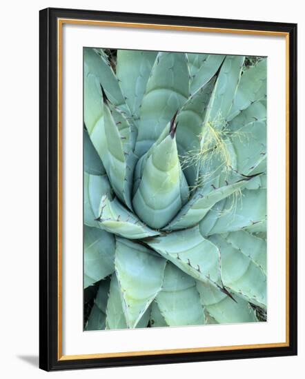 Agave Growing in Organ Pipe Cactus National Monument, Ajo Mountains, Arizona, USA-Scott T. Smith-Framed Photographic Print