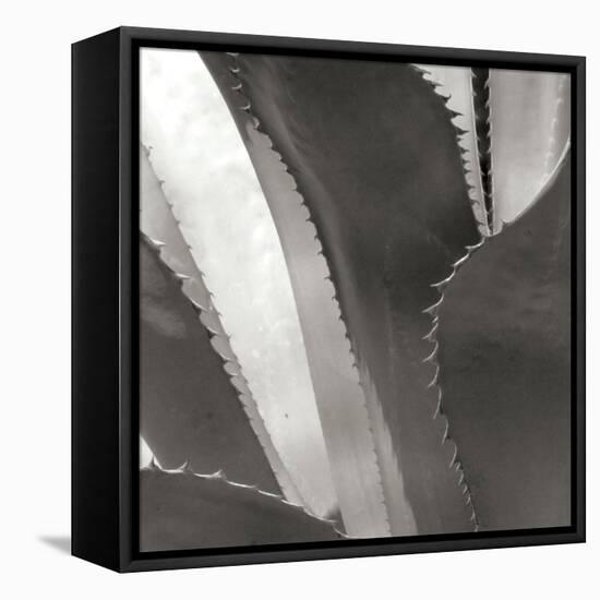 Agave I-Rita Crane-Framed Premier Image Canvas