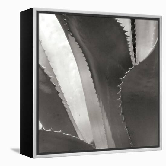 Agave I-Rita Crane-Framed Premier Image Canvas