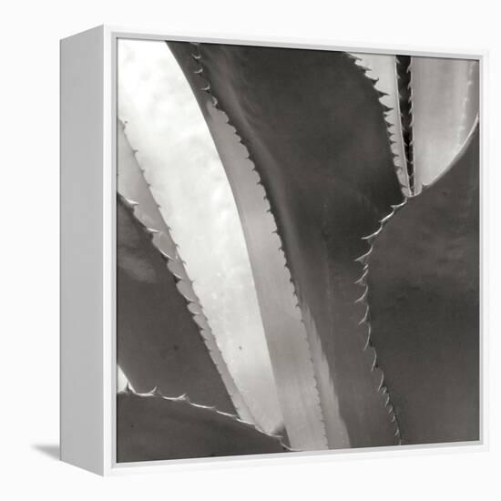 Agave I-Rita Crane-Framed Premier Image Canvas