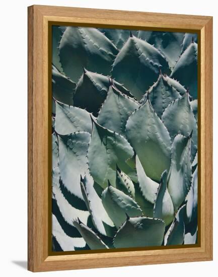 Agave I-Rachel Perry-Framed Premier Image Canvas