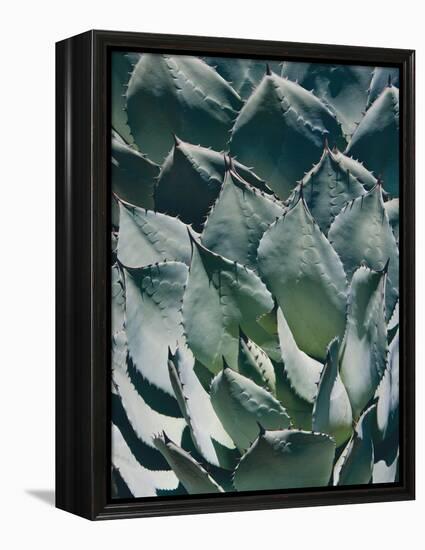 Agave I-Rachel Perry-Framed Premier Image Canvas