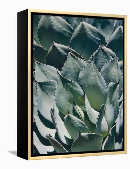 Agave I-Rachel Perry-Framed Premier Image Canvas