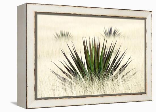 Agave I-Douglas Taylor-Framed Premier Image Canvas