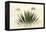 Agave I-Douglas Taylor-Framed Premier Image Canvas