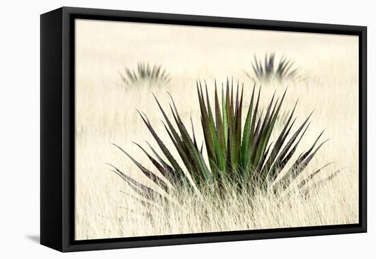 Agave I-Douglas Taylor-Framed Premier Image Canvas