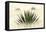 Agave I-Douglas Taylor-Framed Premier Image Canvas