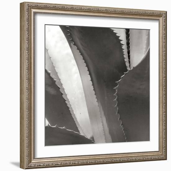 Agave I-Rita Crane-Framed Photographic Print