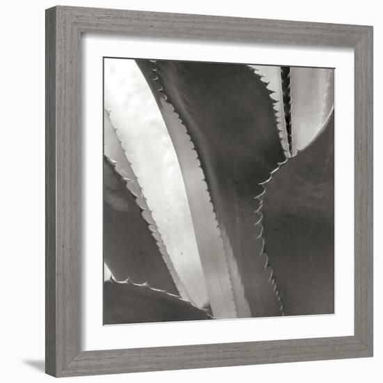 Agave I-Rita Crane-Framed Photographic Print