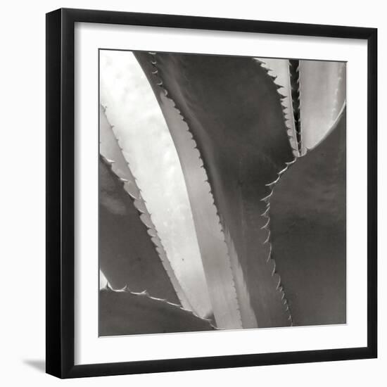 Agave I-Rita Crane-Framed Photographic Print