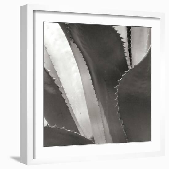 Agave I-Rita Crane-Framed Photographic Print