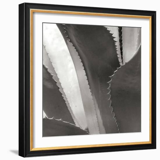 Agave I-Rita Crane-Framed Photographic Print