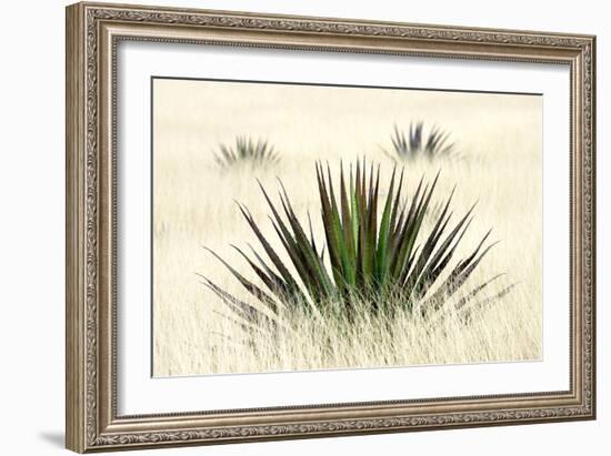 Agave I-Douglas Taylor-Framed Photographic Print