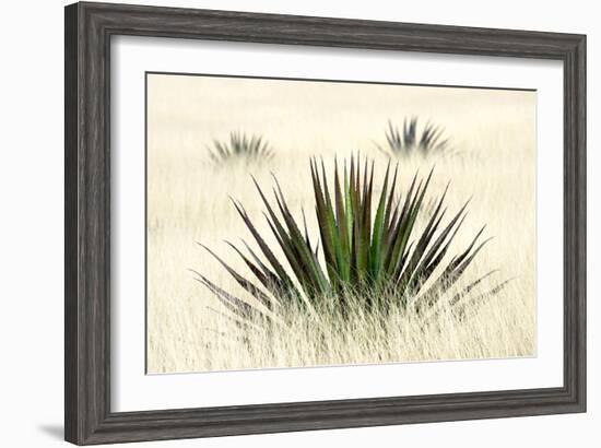 Agave I-Douglas Taylor-Framed Photographic Print