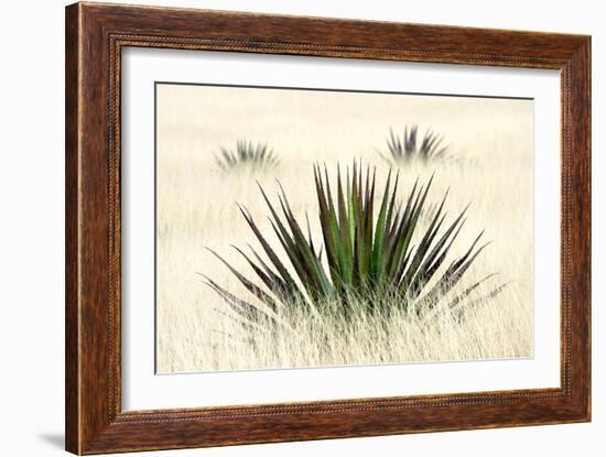 Agave I-Douglas Taylor-Framed Photographic Print