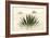 Agave I-Douglas Taylor-Framed Photographic Print