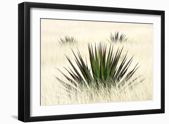 Agave I-Douglas Taylor-Framed Photographic Print