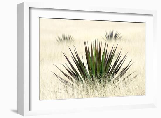 Agave I-Douglas Taylor-Framed Photographic Print