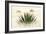 Agave I-Douglas Taylor-Framed Photographic Print