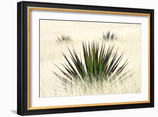 Agave I-Douglas Taylor-Framed Photographic Print