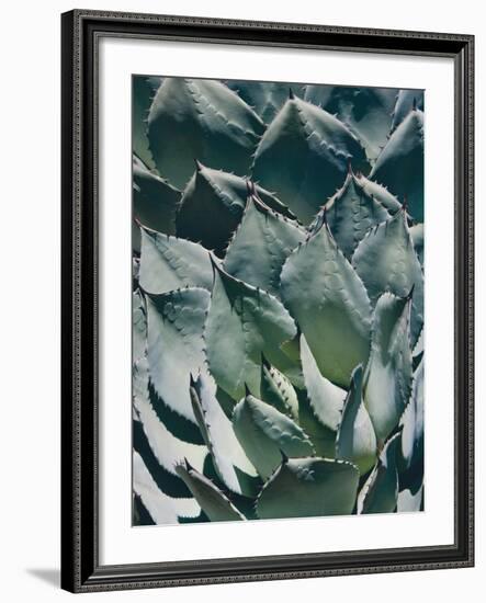 Agave I-Rachel Perry-Framed Photographic Print