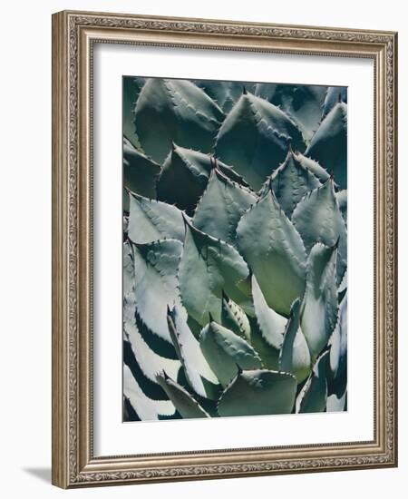 Agave I-Rachel Perry-Framed Photographic Print