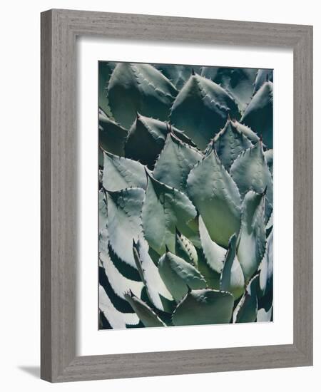 Agave I-Rachel Perry-Framed Photographic Print