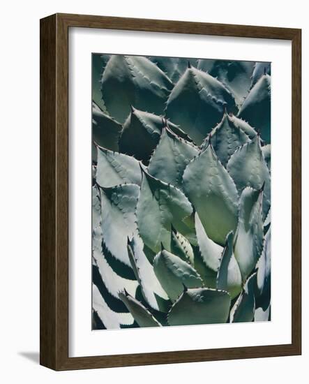 Agave I-Rachel Perry-Framed Photographic Print