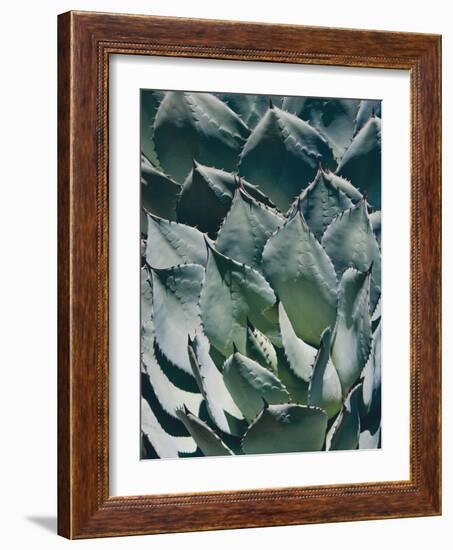 Agave I-Rachel Perry-Framed Photographic Print