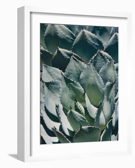Agave I-Rachel Perry-Framed Photographic Print