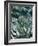 Agave I-Rachel Perry-Framed Photographic Print