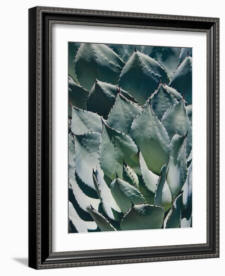 Agave I-Rachel Perry-Framed Photographic Print