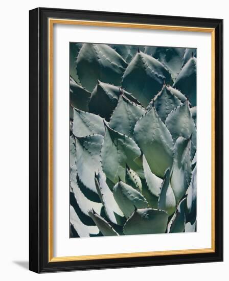 Agave I-Rachel Perry-Framed Photographic Print