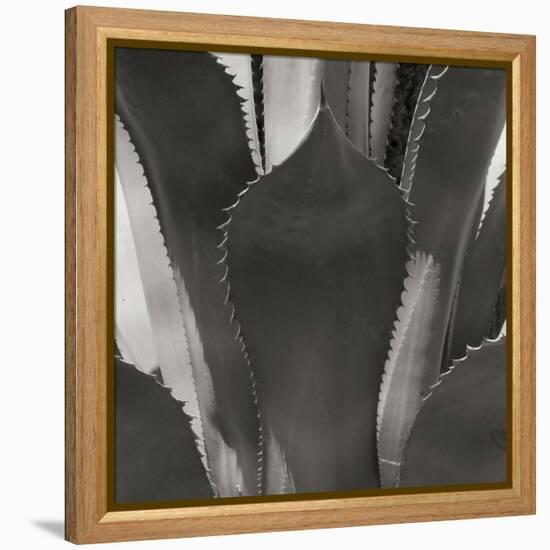 Agave II-Rita Crane-Framed Premier Image Canvas