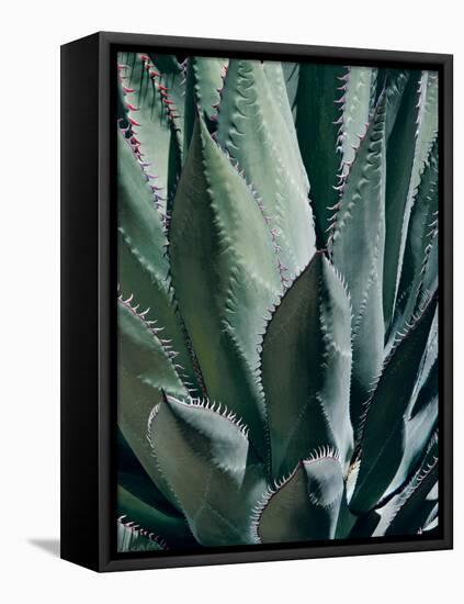 Agave II-Rachel Perry-Framed Premier Image Canvas