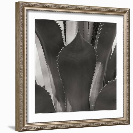 Agave II-Rita Crane-Framed Photographic Print