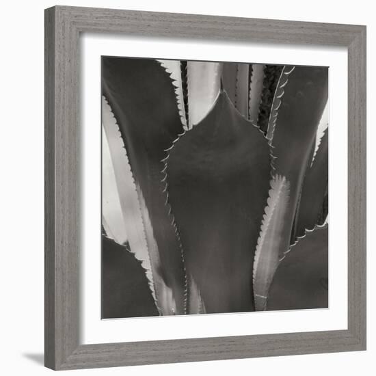 Agave II-Rita Crane-Framed Photographic Print