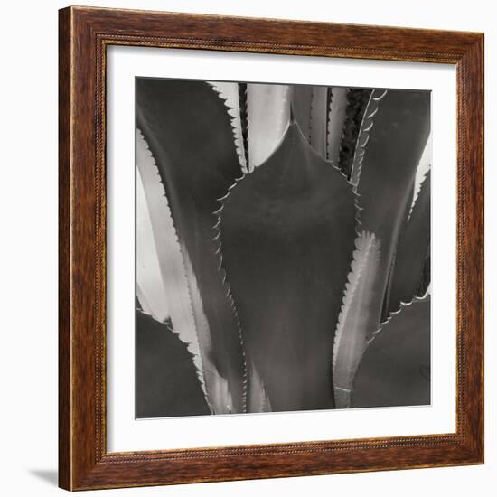 Agave II-Rita Crane-Framed Photographic Print