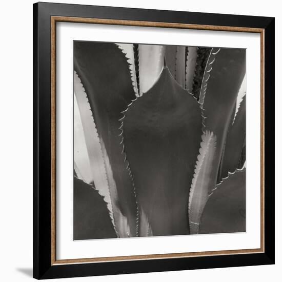 Agave II-Rita Crane-Framed Photographic Print