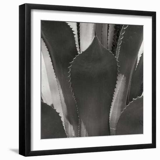 Agave II-Rita Crane-Framed Photographic Print