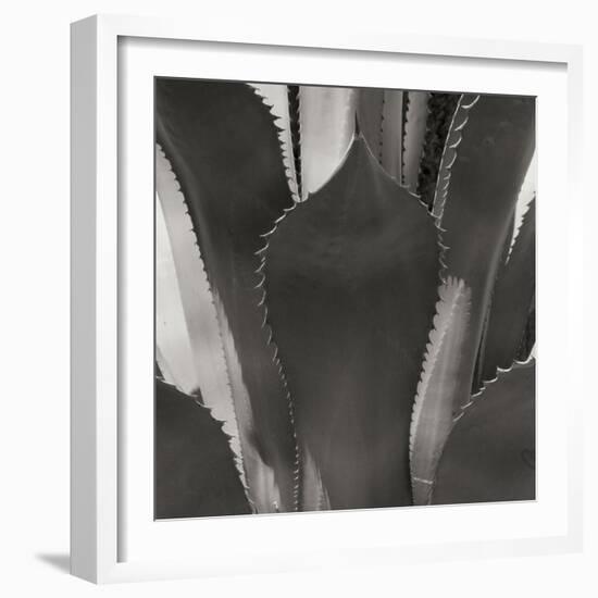 Agave II-Rita Crane-Framed Photographic Print