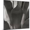 Agave II-Rita Crane-Mounted Photographic Print