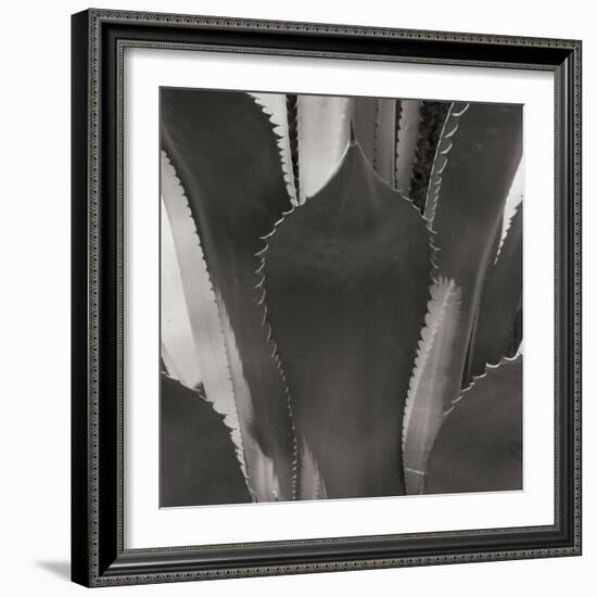 Agave II-Rita Crane-Framed Photographic Print